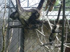 Výlet ZOO Lešná 2013